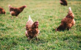 Tavuk ,İpek Yolu’nun Yumurtalı Yolcusu : Tavuğun Evcilleşmesi Küreselleşmenin İlk Adımı