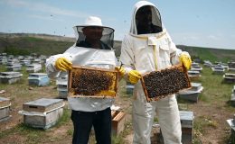 Gezginci Arıcılar, Artan Maliyetlere Karşı Mücadele Ediyor! Bal Üretimi Tehlikede