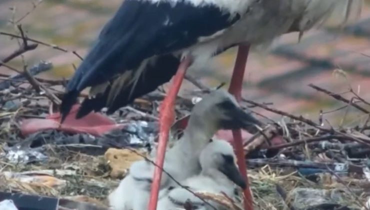 Yaren Leylek Yavrularını Kaybetti